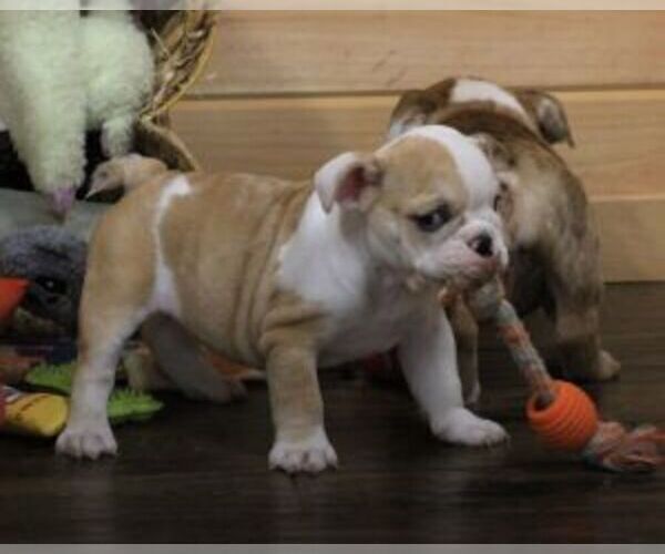 Medium Photo #5 English Bulldog Puppy For Sale in MARSHFIELD, MO, USA