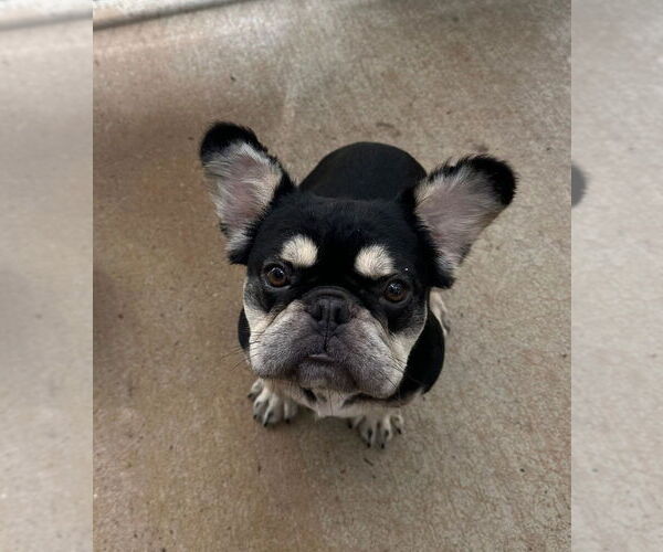 Medium Photo #1 French Bulldog Puppy For Sale in Oak Bluffs, MA, USA