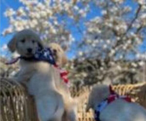 Medium Photo #29 Golden Retriever Puppy For Sale in CITRUS HEIGHTS, CA, USA