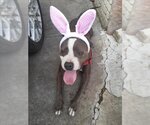 Small American Staffordshire Terrier Mix