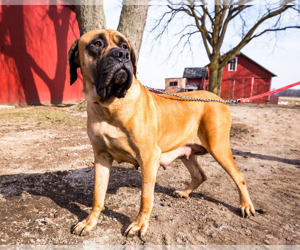 Medium Photo #1 Mastiff Puppy For Sale in WAKARUSA, IN, USA
