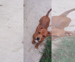 Small #3 Mutt