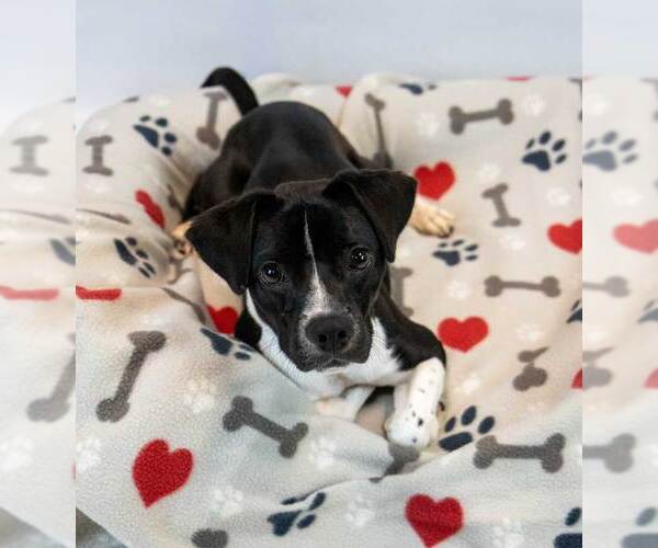 Medium Photo #6 Beagle-Unknown Mix Puppy For Sale in Kennesaw, GA, USA
