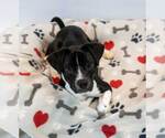 Small #5 Beagle Mix