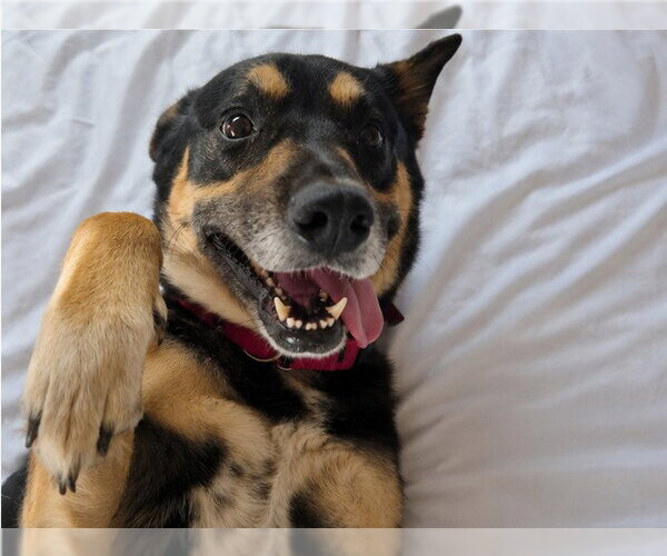 Medium Photo #3 German Shepherd Dog-Unknown Mix Puppy For Sale in Las Vegas, NV, USA