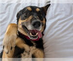 Small #2 German Shepherd Dog Mix