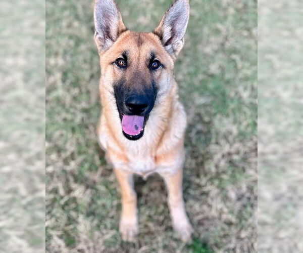 Medium Photo #1 German Shepherd Dog-Unknown Mix Puppy For Sale in Riverside, CA, USA
