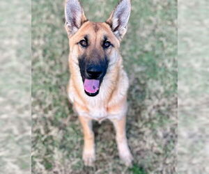 German Shepherd Dog-Unknown Mix Dogs for adoption in Riverside, CA, USA