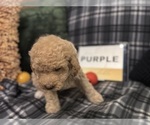 Small #22 Goldendoodle