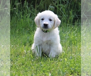 English Cream Golden Retriever Puppy for sale in MARION CENTER, PA, USA