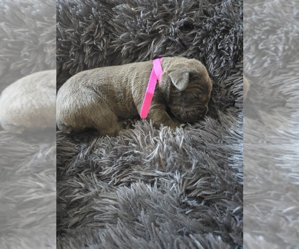 Medium Photo #5 Cane Corso Puppy For Sale in HENRY, VA, USA