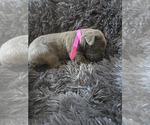 Small #4 Cane Corso