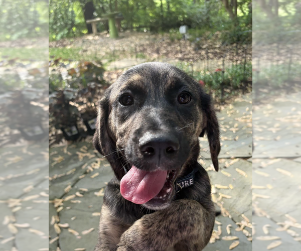 Medium Photo #2 Mutt Puppy For Sale in Rockville, MD, USA