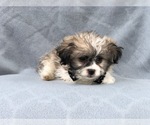 Small Photo #1 Zuchon Puppy For Sale in LAKELAND, FL, USA