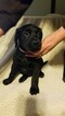 Small Photo #6 Labrador Retriever Puppy For Sale in DYERSVILLE, IA, USA