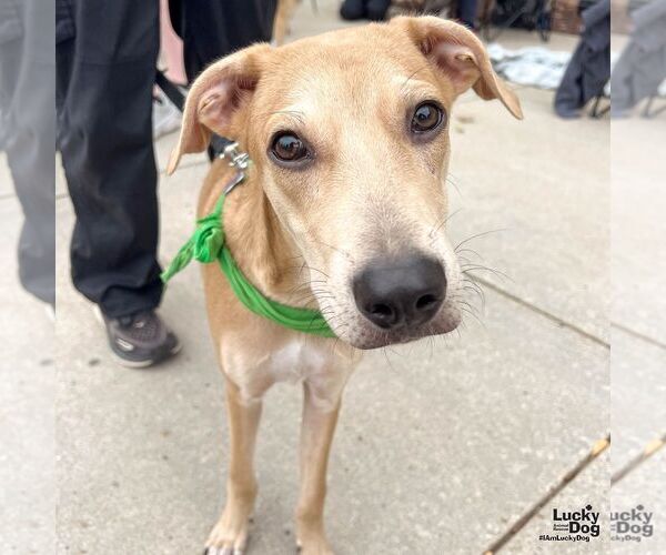 Medium Photo #8 Labrador Retriever-Unknown Mix Puppy For Sale in Washington, DC, USA