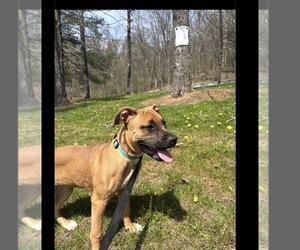American Pit Bull Terrier Dog for Adoption in CHESWICK, Pennsylvania USA