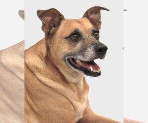 Axl - Male Dachshund-Unknown Mix Dog for Adoption - Photo #2