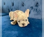Small #60 French Bulldog