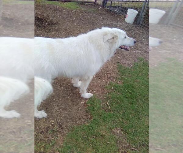 Medium Photo #3 Great Pyrenees Puppy For Sale in Spring, TX, USA