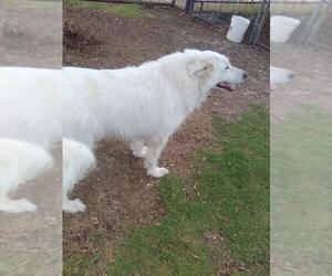 Sugar - Female Great Pyrenees Dog for Adoption - Photo #3