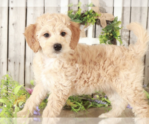 Goldendoodle (Miniature) Puppy for sale in MOUNT VERNON, OH, USA
