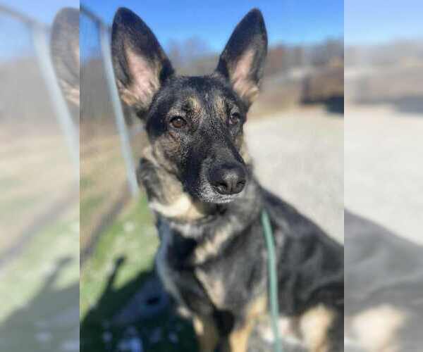 Medium Photo #1 German Shepherd Dog Puppy For Sale in Evansville, IN, USA