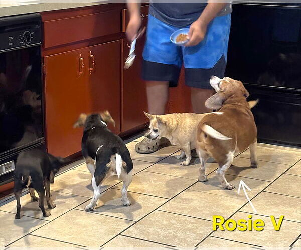 Medium Photo #17 Beagle Puppy For Sale in Dunnellon, FL, USA