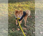 Small #6 Pomeranian Mix
