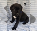 Small #5 Cane Corso