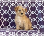 Small Photo #6 Poodle (Miniature)-Shorkie Tzu Mix Puppy For Sale in LAKELAND, FL, USA
