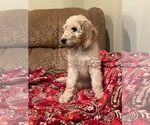 Puppy Butterscotch Goldendoodle