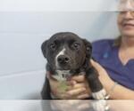 Small American Pit Bull Terrier-Labrador Retriever Mix