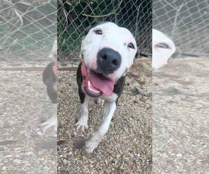 Medium American Pit Bull Terrier Mix