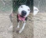 Small American Pit Bull Terrier Mix