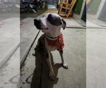 Small American Staffordshire Terrier Mix
