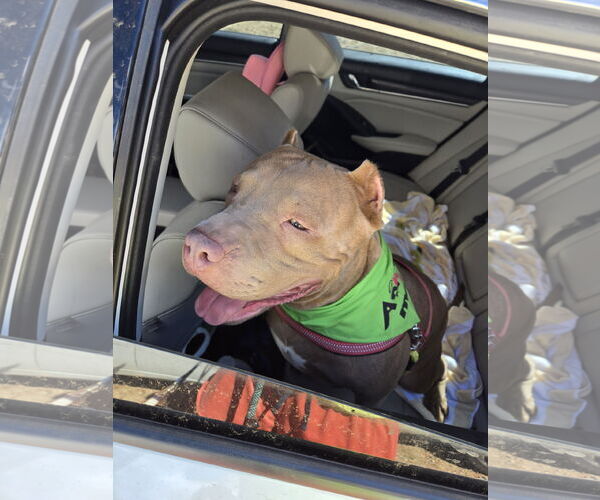 Medium Photo #1 American Staffordshire Terrier-Unknown Mix Puppy For Sale in Jackson, MS, USA