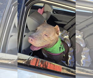 American Staffordshire Terrier-Unknown Mix Dogs for adoption in Jackson, MS, USA