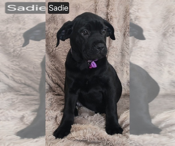 Medium Photo #6 Cane Corso Puppy For Sale in MINERAL WELLS, WV, USA
