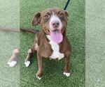 Small Labrador Retriever Mix