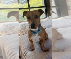 Dachshund-Unknown Mix Dogs for adoption in Santa Barbara, CA, USA
