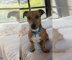 Small Dachshund Mix