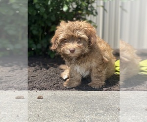 Havanese Puppy for sale in CANOGA, NY, USA