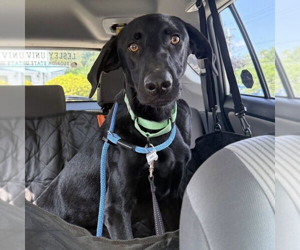Medium Photo #7 Labrador Retriever-Unknown Mix Puppy For Sale in Boston, MA, USA