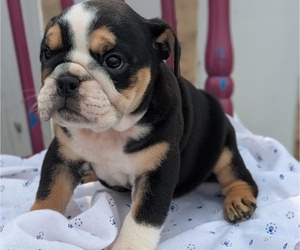 Medium English Bulldog