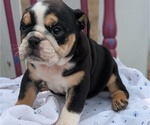 Puppy Harper English Bulldog
