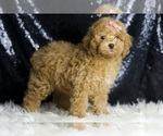 Small #4 Poodle (Toy)