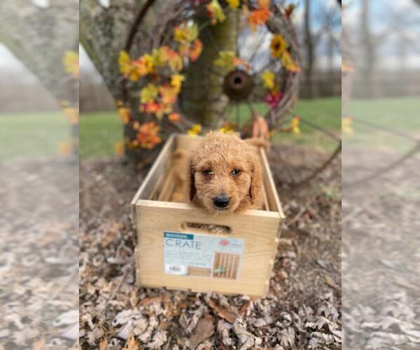 Medium Photo #1 Goldendoodle Puppy For Sale in NORWOOD, MO, USA