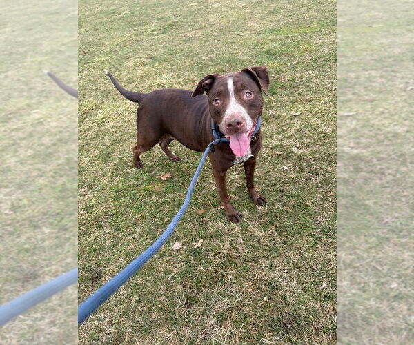 Medium Photo #2 American Staffordshire Terrier-Labrador Retriever Mix Puppy For Sale in Pierceton , IN, USA