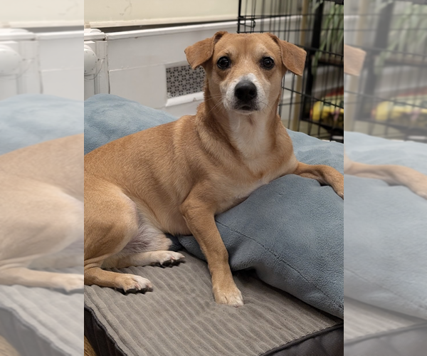 Medium Photo #3 Chihuahua-Unknown Mix Puppy For Sale in Brooklyn, NY, USA